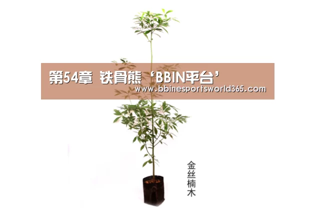 第54章 铁骨熊‘BBIN平台’(图2) BBIN平台